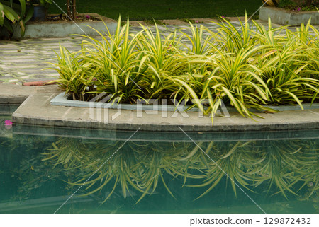 Spider plants next to a swimming pool. 129872432
