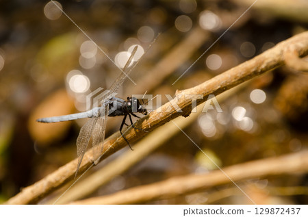 Male skimmer feeding on a prey. Male skimmer feeding on a prey. 129872437