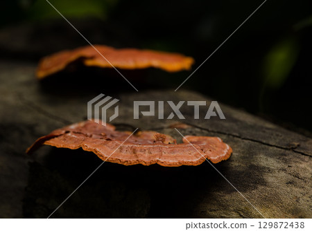 Fungus Pycnoporus sanguineus. Fungus Pycnoporus sanguineus. 129872438