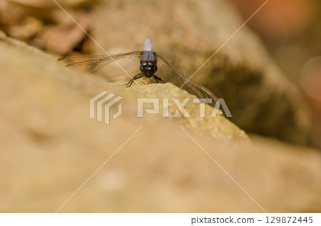 Male skimmer Orthetrum sp. Male skimmer Orthetrum sp. 129872445