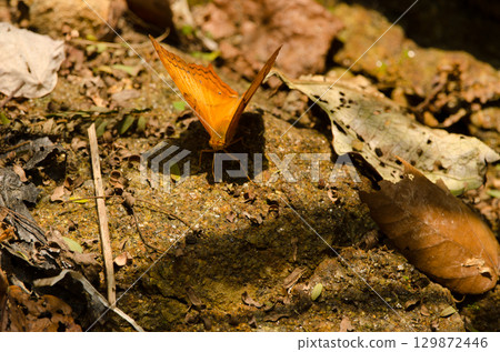 Male common cruiser. 129872446