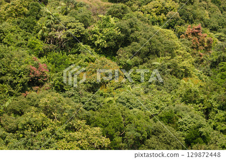 Forest in Son Tra Natural Reserve. 129872448
