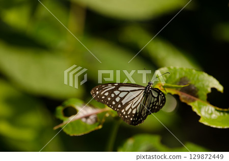 Glassy tiger Parantica aglea. 129872449