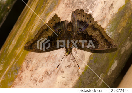 Male common baron. 129872454