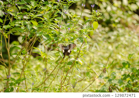 Yellow Helen Papilio nephelus chaon. Yellow Helen Papilio nephelus chaon. 129872471