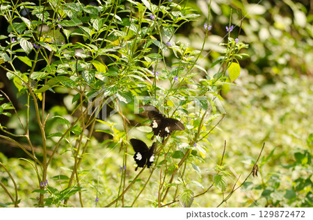 Pair of yellow Helen. Pair of yellow Helen. 129872472