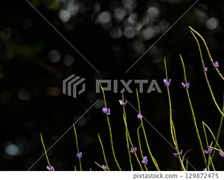 Plants in bloom. 129872475