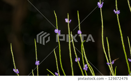 Plants in bloom. Plants in bloom. 129872476