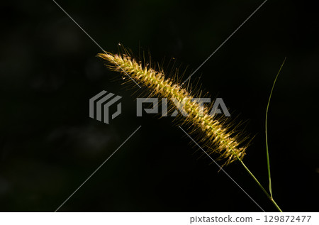 Spike of foxtail. Spike of foxtail. 129872477