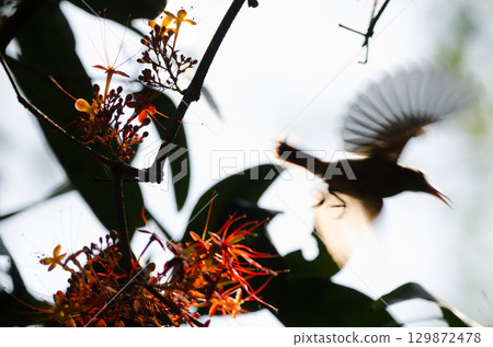 Female crimson sunbird. 129872478