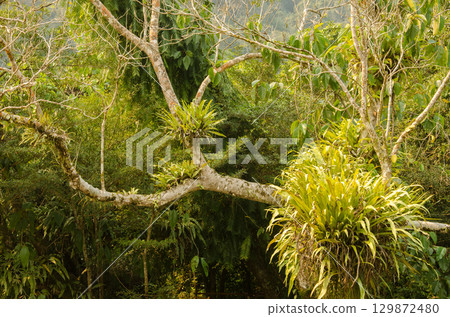 Tree with epiphytes. 129872480