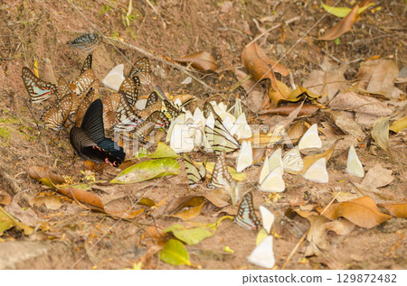 Different species of butterflies. Different species of butterflies. 129872482