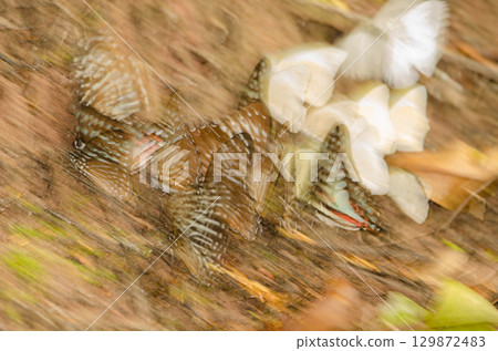 Abstract image of different species of butterflies. Abstract image of different species of butterflies. 129872483