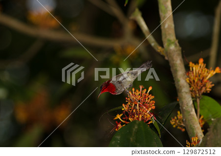 Male crimson sunbird. Male crimson sunbird. 129872512