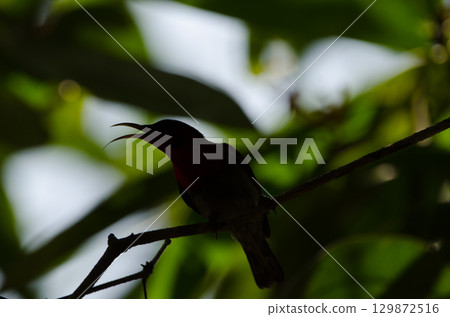 Male crimson sunbird. 129872516