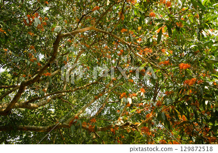 Tree Saraca dives in bloom. 129872518