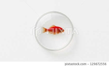 A small fish is in a glass bowl 129872556