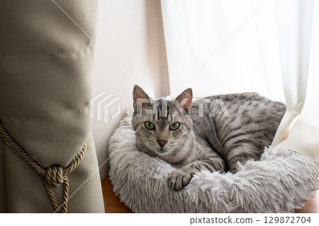 放鬆貓,沙巴特拉貓 放鬆貓,沙巴特拉貓 129872704