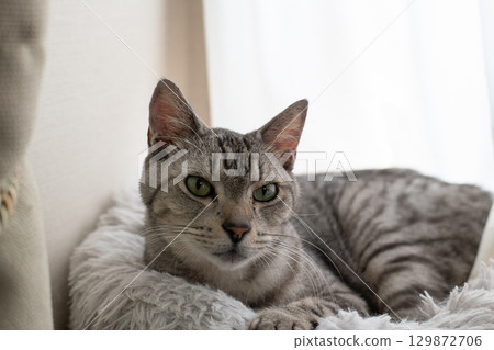 Relaxing cat, Sabatra cat 129872706