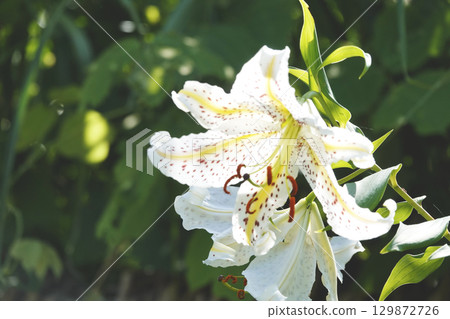 Lilies in full bloom bathed in the summer sunshine 129872726