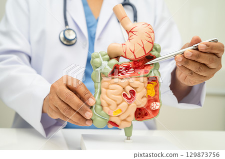 Digestive system with stomach and intestine, Asian doctor holding human anatomy model for study diagnosis and treatment in hospital. 129873756