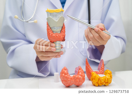 Hyperthyroidism, Overactive Thyroid, Thyroid Lymphoma, Asian doctor with thyroid gland human anatomy model in hospital. 129873758