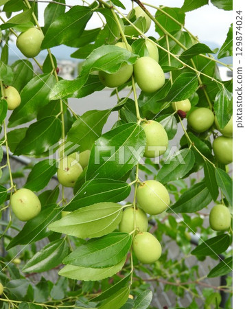 Fruit of jujube 129874024