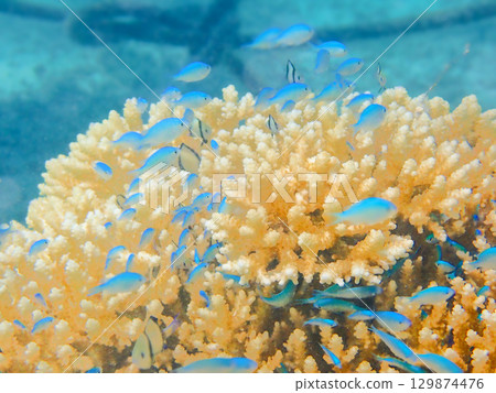 隱藏在珊瑚中的淡藍色熱帶魚寶寶 129874476