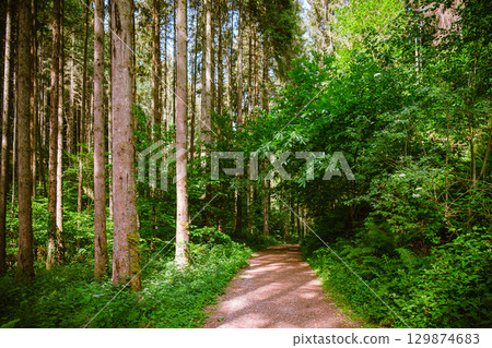 Serene forest path meandering through tall trees and rich greenery, creating a peaceful atmosphere for nature lovers and outdoor enthusiasts to enjoy 129874683