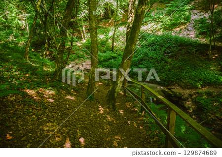 Serene forest pathway lined with trees and wooden railing, sunlight dappling the ground, inviting nature lovers to explore the peaceful surroundings and enjoy the beauty 129874689