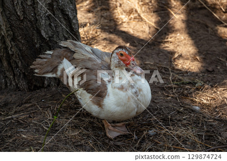 An adult brown domestic duck is looking at the camera, poultry farming 129874724