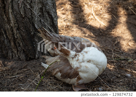 a brown domestic duck cleans its feathers in a farmer's yard, poultry farming a brown domestic duck cleans its feathers in a farmer's yard, poultry farming 129874732
