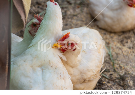 White broiler chicken with her friends in the barnyard White broiler chicken with her friends in the barnyard 129874734