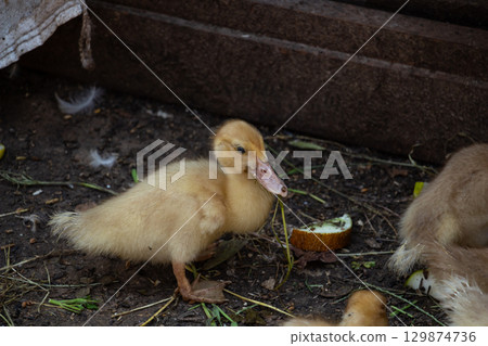 Little yellow ducklings, poultry farm, animal husbandry 129874736