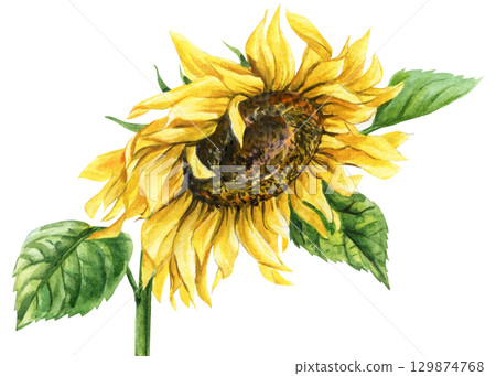 Sunflower with yellow petals and green leaves watercolor rustic floral botanical illustration for summer harvest decor 129874768