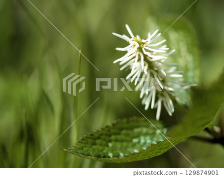 "Hitori Shizuka" blooms quietly in the woods in April "Hitori Shizuka" blooms quietly in the woods in April 129874901