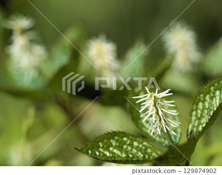 "Hitori Shizuka" blooms quietly in the woods in April "Hitori Shizuka" blooms quietly in the woods in April 129874902