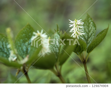 "Hitori Shizuka" blooms quietly in the woods in April "Hitori Shizuka" blooms quietly in the woods in April 129874904