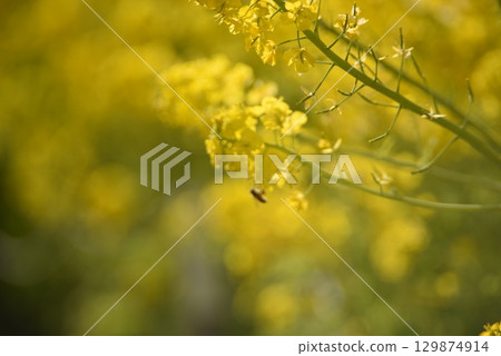 Rape blossoms bathed in spring light 129874914
