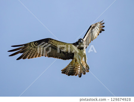 Osprey (Pandion haliaetus) flying against blue sky, in southern Sweden. Osprey (Pandion haliaetus) flying against blue sky, in southern Sweden. 129874928