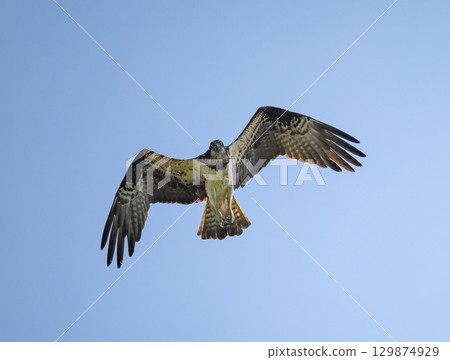 Osprey (Pandion haliaetus) flying against blue sky, in southern Sweden. 129874929