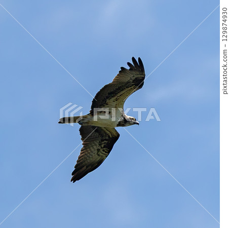 Osprey (Pandion haliaetus) flying against blue sky, in southern Sweden. 129874930
