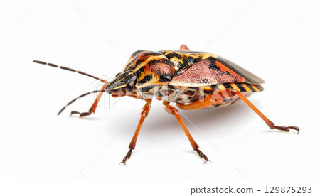 Bug over white background, no shadow 129875293