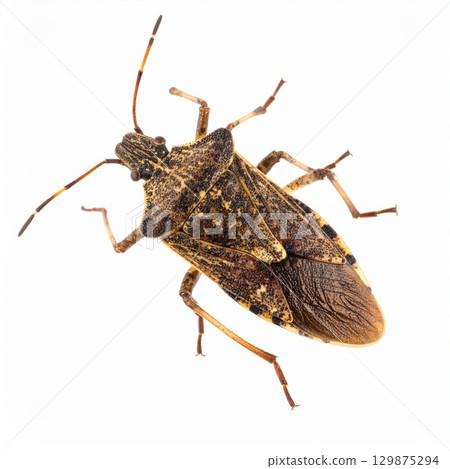 Bug over white background, no shadow 129875294