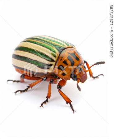 Bug over white background, no shadow 129875299