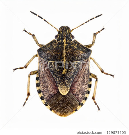Bug over white background, no shadow 129875303