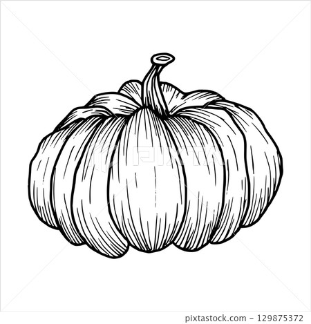 Pumpkin outline drawing. Vector illustration of vegetable. Simple black graphic hand drawn in doodle style. Line drawing clip art. Autumn berry for farming, harvesting. Thanksgiving, Halloween. 129875372