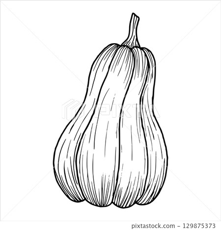 Pumpkin outline. Vector illustration of vegetable. Simple black graphic hand drawn in doodle style. Line drawing clip art. Autumn berry for farming, harvesting. Thanksgiving. Halloween. Pumpkin outline. Vector illustration of vegetable. Simple black graphic hand drawn in doodle style. Line drawing clip art. Autumn berry for farming, harvesting. Thanksgiving. Halloween. 129875373