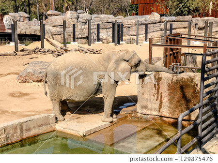 large African elephant standing in its enclosure at a zoo 129875476
