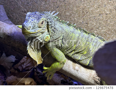 A detailed shot of a green iguana resting on a branch inside its enclosure 129875478